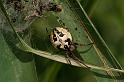 Larinioides_cornutus_D5063_O_90_Canal du Nivernais_Frankrijk